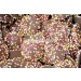 hannahs chocolate flavour jazzles jazzies bags 24 count box
